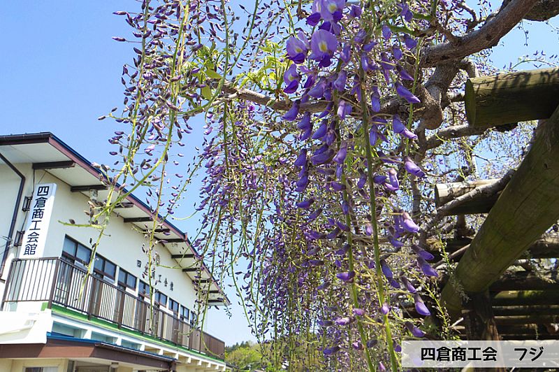 《いわき市花情報》四倉町商工会のフジが開花しました！