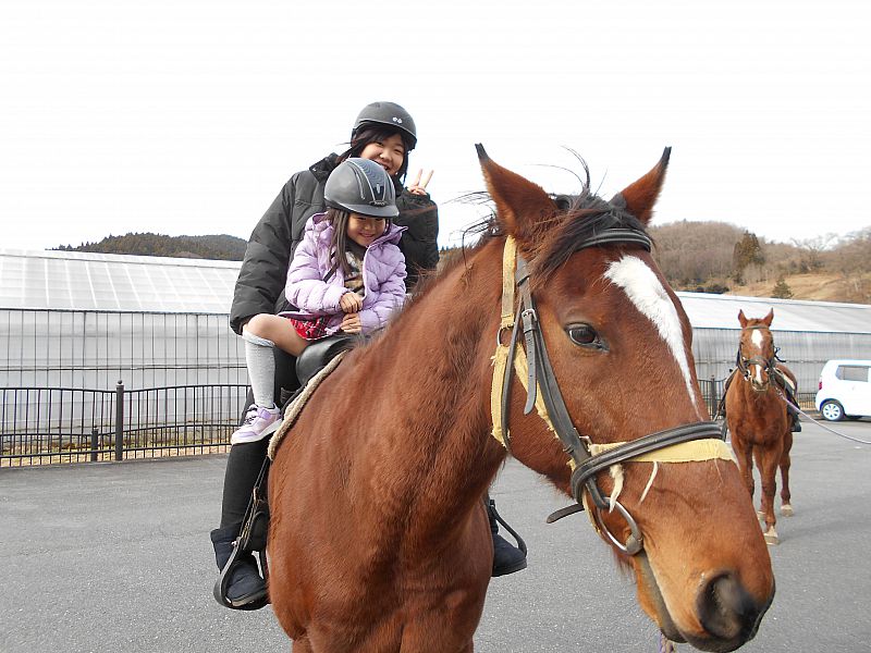 おとなしいサラブレッドで乗馬体験！