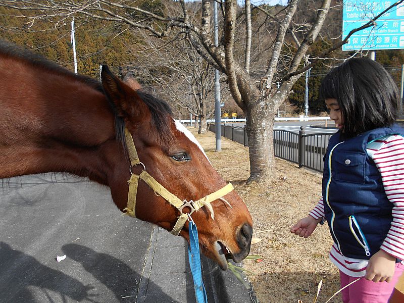 乗馬の後のエサやりも楽しい！