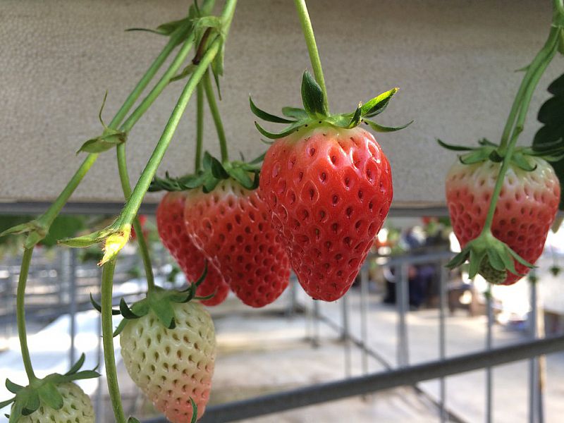冬のいちごはとっても甘くてみずみずしい。品種は章姫。