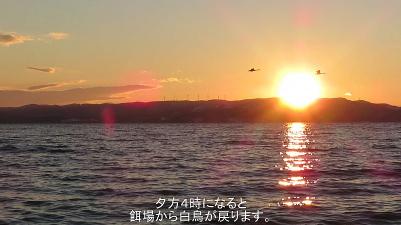 夕日と白鳥