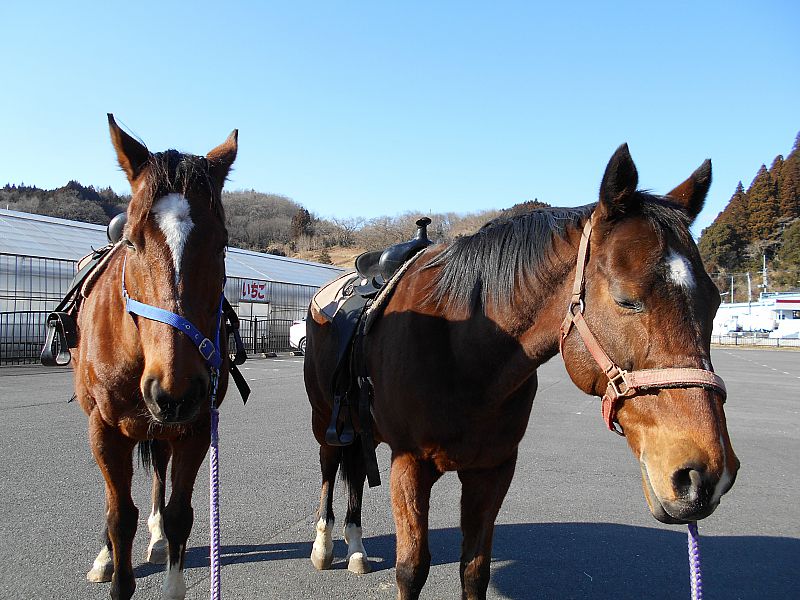 やさしいお馬さんが待ってるよ！