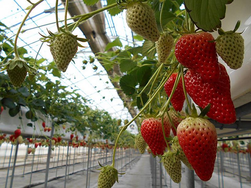 たわわに実ったいちご！おいしいよ！