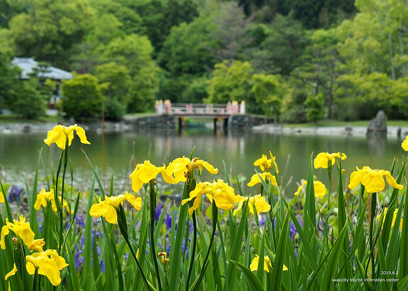 《いわき市花情報》国宝白水阿弥陀堂のハナショウブが見頃です！