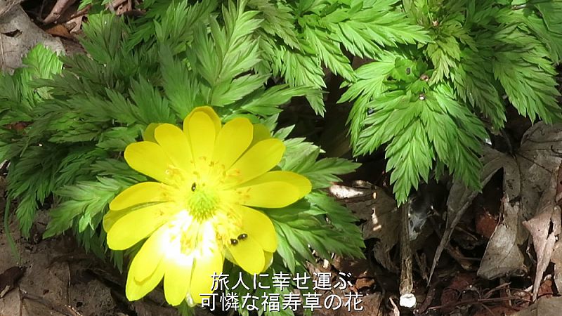 旅人の心癒す福寿草