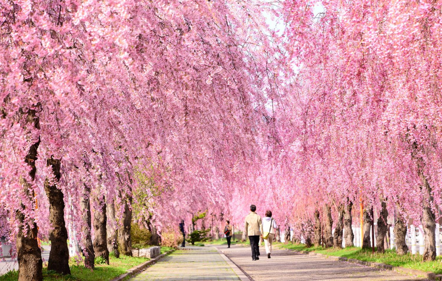 東北 桜 さくら 開花 名所 桜の名所 アクセス 青森 秋田 岩手 宮城 山形 福島 さくらまつり こまち 秋田新幹線 リゾートしらかみ 観光列車 JR東日本秋田支社 秋田支社地域連携ユニット