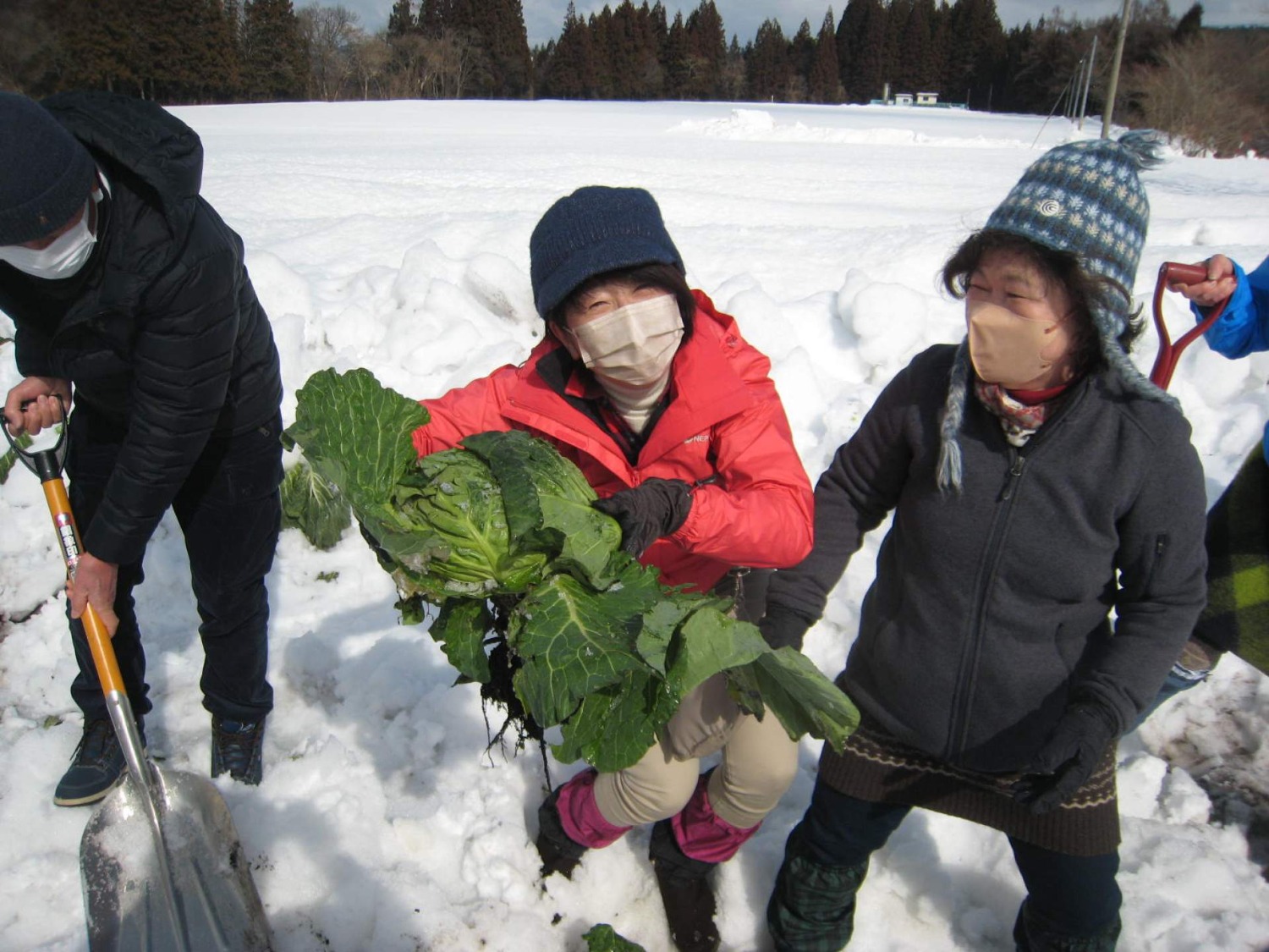 雪の下の宝探し！ 甘々の雪堀キャベツの収穫体験