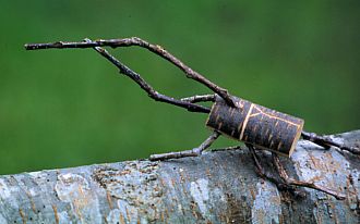 男の子に大人気！「ヘラクレス」