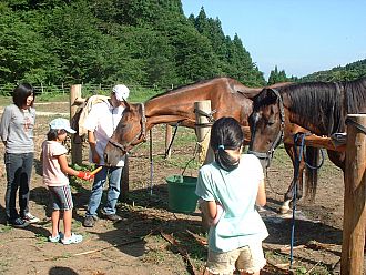 草をあげてみたり、馬の体をなでてみたりしてみて！