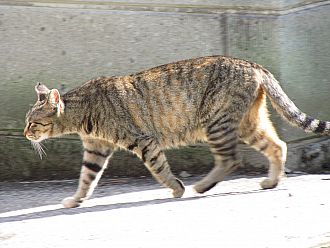 これは家ねこ