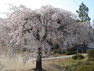 塙小学校の桜