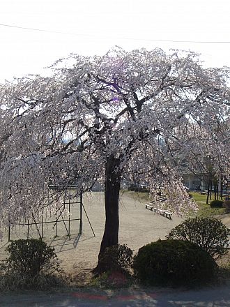 しだれ桜、見頃です。