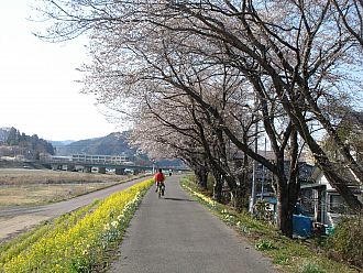 桜と菜の花と水仙のコントラスト
