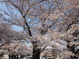 飯坂学習センターの桜も見頃を迎えます