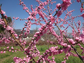 オキナワ。桜みたいなかわいいピンク色をしています