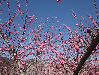 一番たくさん咲いていた矢口。濃いピンクです