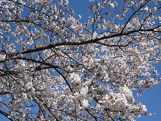 飯坂球場の桜は満開まであと少し!!