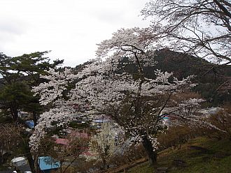 風呂山公園のさくら