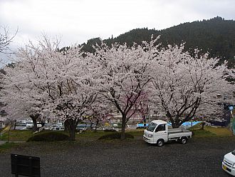 公民館のさくら、軽トラが入ってしまい失礼しました