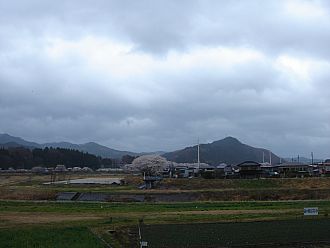 道の駅から見た久慈川のさくら並木