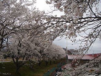 久慈川のさくら