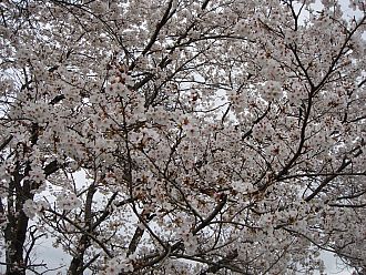 ゆっくりお花見したいです。