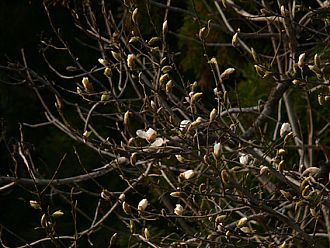 白が美しいコブシの花