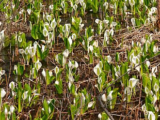 今年は数が多く白もきれいな水芭蕉