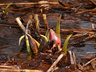 赤紫色の蕾が出てきたザゼンソウ
