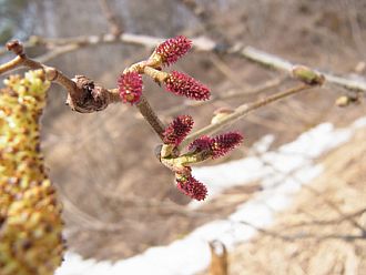 ハンノキの雌花、手前の黄色いのは雄花