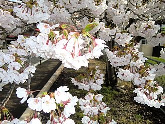 朝は下向いてますが、陽が出たらちゃんと上を向きます。