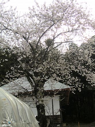 見えにくいけど、中央に「宿り木」を宿しています。