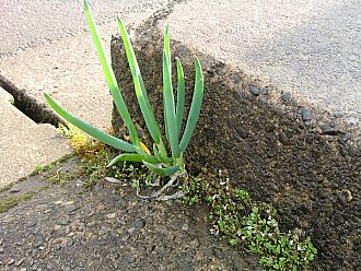 我が家の、ど根性「ネギ」。