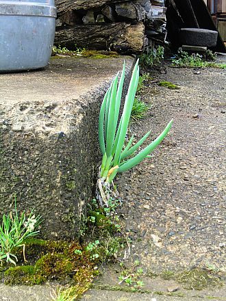 コンクリートから生えてきて、今年で４年目です。