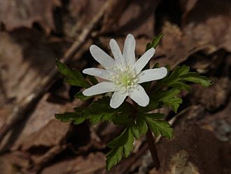 キクザキイチゲ（白花タイプ）