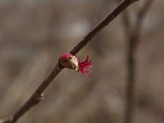 ツノハシバミの小さな花