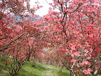 つつじのトンネル