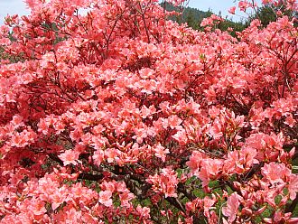 この赤さをぜひその目でご覧ください