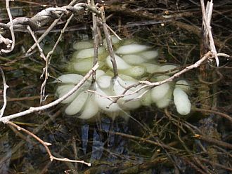 クロサンショウウオの卵