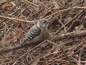 スズメ大の大きさのコゲラ