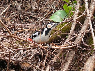 コゲラに比べると大きなアカゲラ