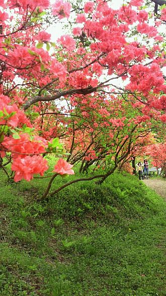 それでも鮮やかな山つつじ