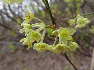 目立たない花、クロモジ