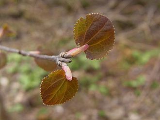 丸くてかわいらしい形のカツラの若葉