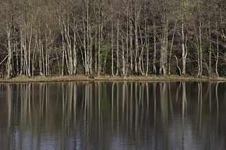 朝日の当たるハンノキ林