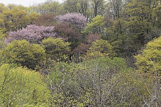 桜も咲いていますしね・・・