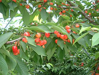 「畑の赤い宝石」　さくらんぼ