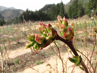 ５月３日はこんなでした