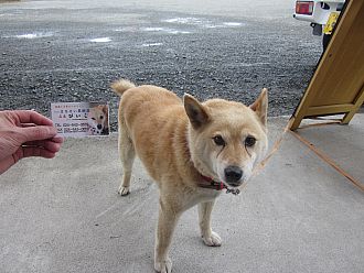 ぴいこ店長。ちゃんと名刺まであります！！