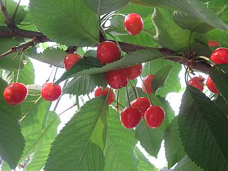 まさに食べるルビー・佐藤錦